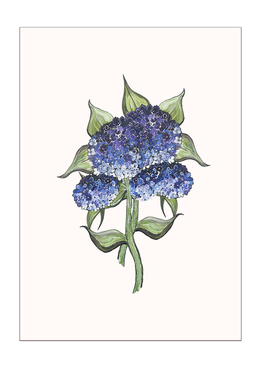 Hydrangeas Botanical Print