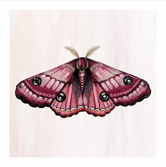 Atlas Moth Print