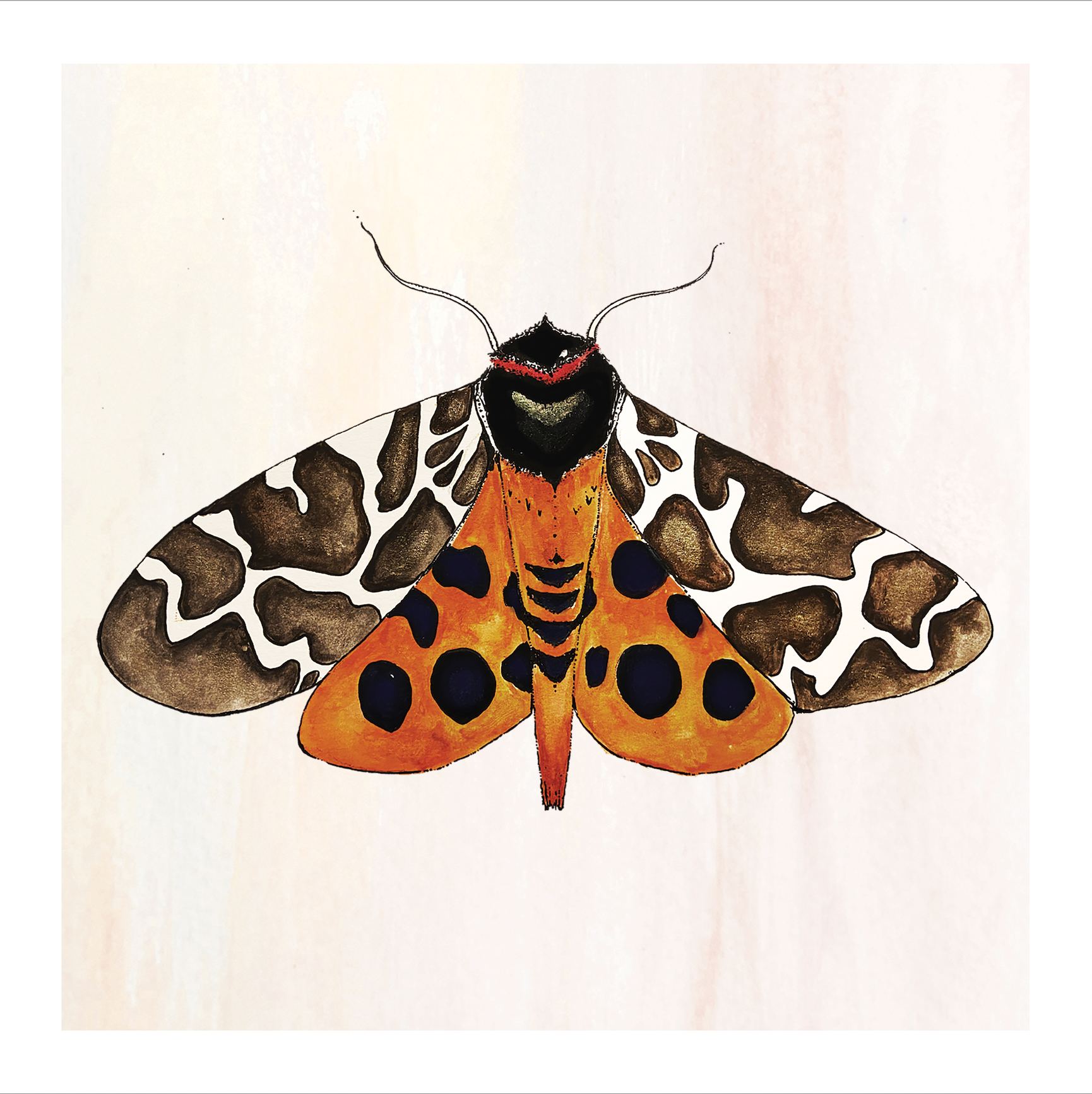 Tiger Moth Print